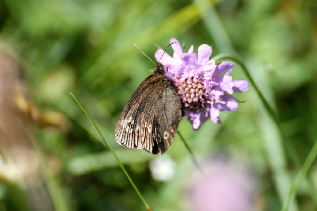 Erebia medusa? No, E. albergana